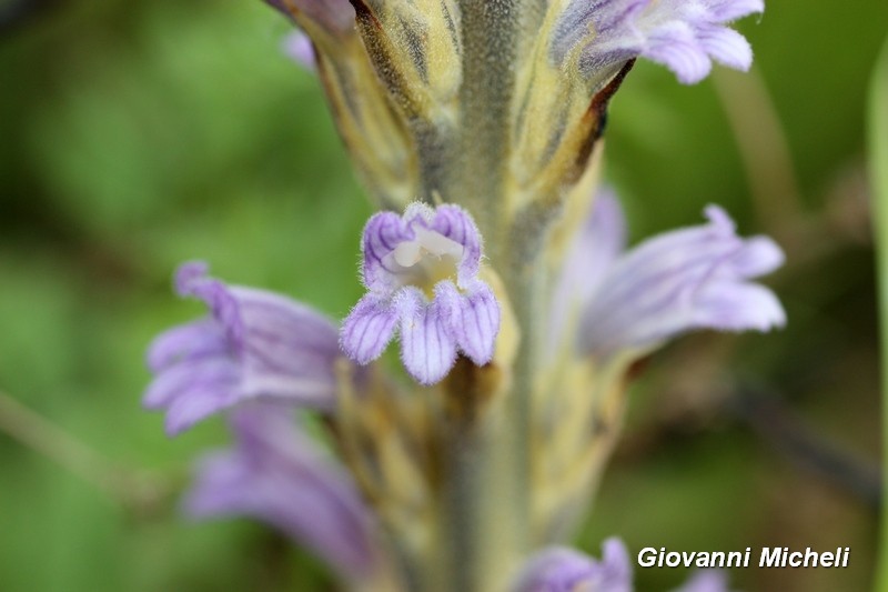 Da ID - Phelipanche sp.